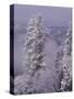 Snowy Trees-Bill Ross-Stretched Canvas