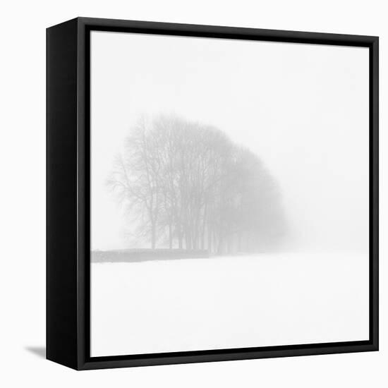 Snowy Trees-Doug Chinnery-Framed Stretched Canvas
