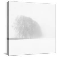 Snowy Trees-Doug Chinnery-Stretched Canvas