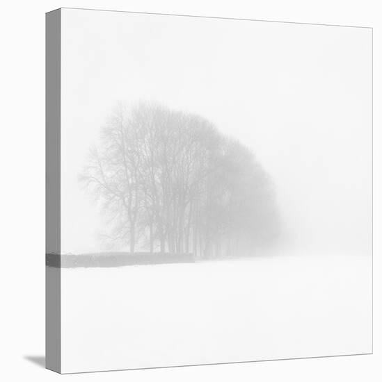 Snowy Trees-Doug Chinnery-Stretched Canvas