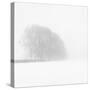 Snowy Trees-Doug Chinnery-Stretched Canvas