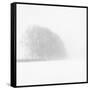 Snowy Trees-Doug Chinnery-Framed Stretched Canvas