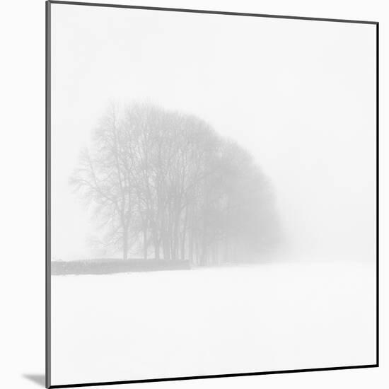 Snowy Trees-Doug Chinnery-Mounted Photographic Print
