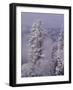 Snowy Trees-Bill Ross-Framed Photographic Print