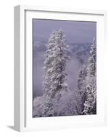 Snowy Trees-Bill Ross-Framed Photographic Print