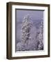 Snowy Trees-Bill Ross-Framed Photographic Print