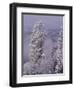 Snowy Trees-Bill Ross-Framed Photographic Print