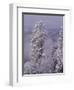 Snowy Trees-Bill Ross-Framed Photographic Print