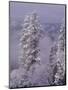 Snowy Trees-Bill Ross-Mounted Photographic Print