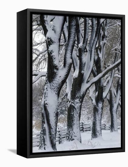 Snowy Weeping Willows, Trees and Fence, Oakland County, Michigan, USA-Claudia Adams-Framed Stretched Canvas