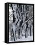 Snowy Weeping Willows, Trees and Fence, Oakland County, Michigan, USA-Claudia Adams-Framed Stretched Canvas