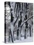 Snowy Weeping Willows, Trees and Fence, Oakland County, Michigan, USA-Claudia Adams-Stretched Canvas