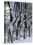 Snowy Weeping Willows, Trees and Fence, Oakland County, Michigan, USA-Claudia Adams-Stretched Canvas