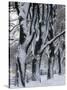 Snowy Weeping Willows, Trees and Fence, Oakland County, Michigan, USA-Claudia Adams-Stretched Canvas