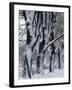 Snowy Weeping Willows, Trees and Fence, Oakland County, Michigan, USA-Claudia Adams-Framed Premium Photographic Print