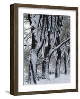 Snowy Weeping Willows, Trees and Fence, Oakland County, Michigan, USA-Claudia Adams-Framed Photographic Print