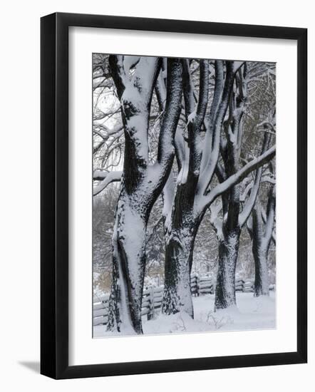 Snowy Weeping Willows, Trees and Fence, Oakland County, Michigan, USA-Claudia Adams-Framed Photographic Print