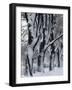 Snowy Weeping Willows, Trees and Fence, Oakland County, Michigan, USA-Claudia Adams-Framed Photographic Print