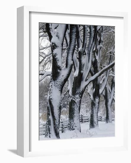 Snowy Weeping Willows, Trees and Fence, Oakland County, Michigan, USA-Claudia Adams-Framed Photographic Print