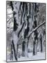 Snowy Weeping Willows, Trees and Fence, Oakland County, Michigan, USA-Claudia Adams-Mounted Photographic Print