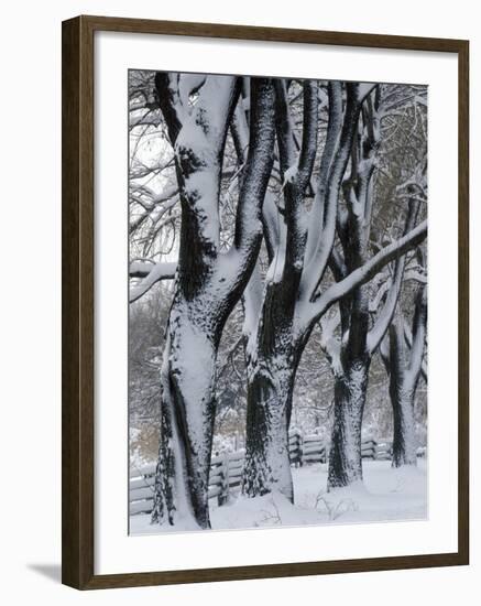 Snowy Weeping Willows, Trees and Fence, Oakland County, Michigan, USA-Claudia Adams-Framed Photographic Print