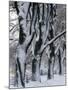 Snowy Weeping Willows, Trees and Fence, Oakland County, Michigan, USA-Claudia Adams-Mounted Photographic Print