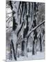 Snowy Weeping Willows, Trees and Fence, Oakland County, Michigan, USA-Claudia Adams-Mounted Photographic Print
