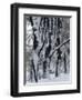 Snowy Weeping Willows, Trees and Fence, Oakland County, Michigan, USA-Claudia Adams-Framed Photographic Print