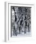 Snowy Weeping Willows, Trees and Fence, Oakland County, Michigan, USA-Claudia Adams-Framed Photographic Print