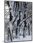 Snowy Weeping Willows, Trees and Fence, Oakland County, Michigan, USA-Claudia Adams-Mounted Photographic Print