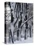 Snowy Weeping Willows, Trees and Fence, Oakland County, Michigan, USA-Claudia Adams-Stretched Canvas