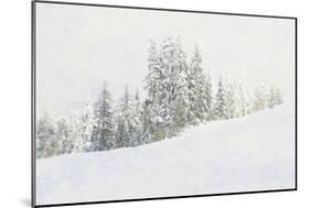 Snowy White Forest-null-Mounted Photographic Print