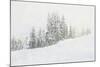 Snowy White Forest-null-Mounted Photographic Print