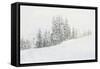 Snowy White Forest-null-Framed Stretched Canvas