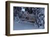 Snowy Wolf-Steve Hunziker-Framed Art Print