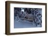 Snowy Wolf-Steve Hunziker-Framed Art Print