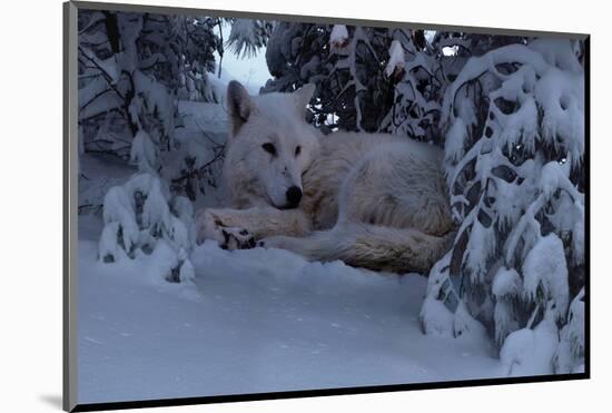 Snowy Wolf-Steve Hunziker-Mounted Art Print