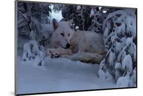 Snowy Wolf-Steve Hunziker-Mounted Art Print