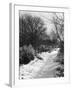Snowy Woods-null-Framed Photographic Print
