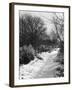 Snowy Woods-null-Framed Photographic Print