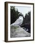 Snowy-Rusty Frentner-Framed Giclee Print