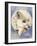 Snowy-Barbara Keith-Framed Giclee Print