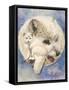 Snowy-Barbara Keith-Framed Stretched Canvas