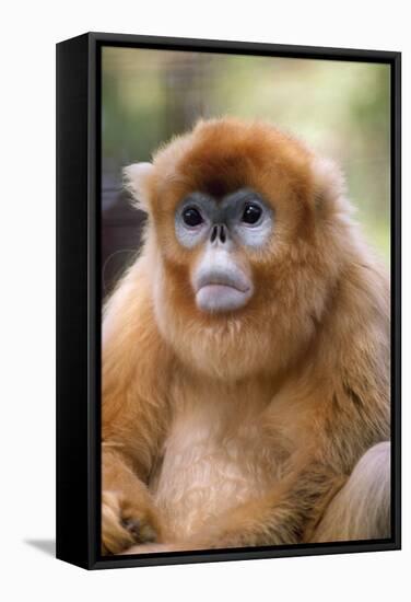 Snub Nosed Monkey-null-Framed Stretched Canvas