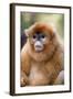 Snub Nosed Monkey-null-Framed Photographic Print