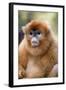 Snub Nosed Monkey-null-Framed Photographic Print