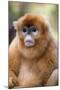 Snub Nosed Monkey-null-Mounted Photographic Print