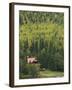 Snug Harbor, Kenai Peninsula, Alaska, USA-Walter Bibikow-Framed Photographic Print