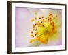 So Alive-Doug Chinnery-Framed Photographic Print