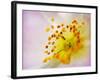 So Alive-Doug Chinnery-Framed Photographic Print